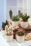 De cactus, achtergrond en hoe te verzorgen - Extraordinary plants