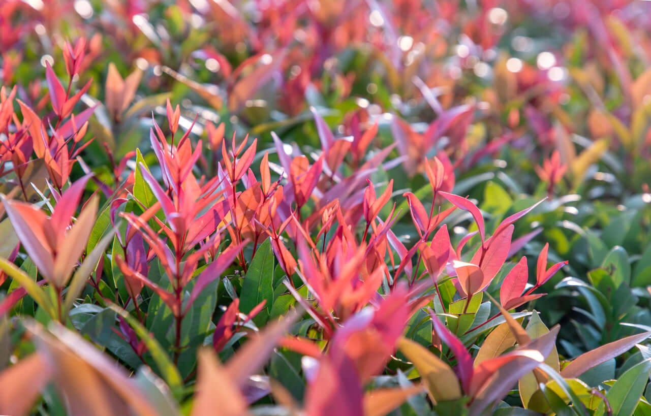 Welke planten blijven het hele jaar door groen?