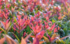 Glansmispel of Photinia ‘Red Robin’ wintergroene tuinplant