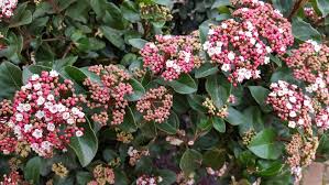 Welke winterharde planten kunnen goed tegen de kou?