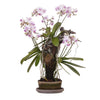 Prachtige witte en roze Orchidee in pot - Orchidee online kopen.