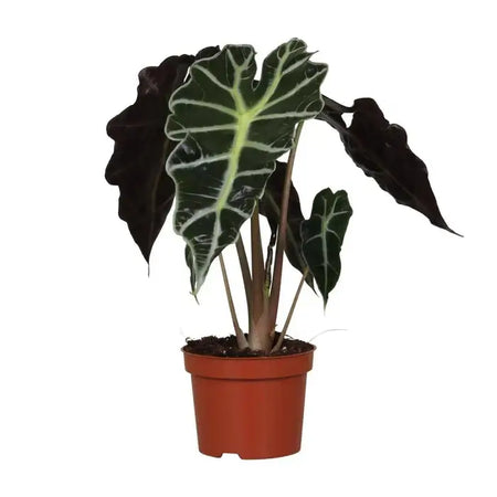 Alocasia plant met grote hartvormige bladeren in een bruine pot, exotische Olifantsoor plant voor een tropische touch in de woonkamer