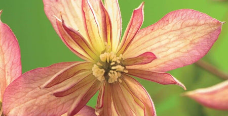 Close-up van een prachtige roze Clematis bloem met delicate bloemblaadjes in volle bloei tegen een groene achtergrond.