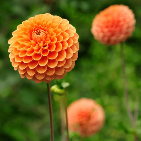 Oranje bloembollen in bloei in een groene tuin, Nederlandse specialiteit.