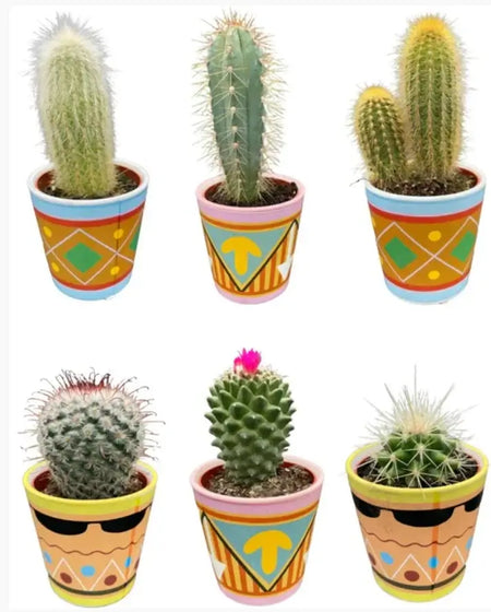 Diverse kleurrijke cactussen in decoratieve potten, perfect voor interieurdecoratie, beschikbaar bij onze online cactus webshop. Ontdek unieke cactussen.