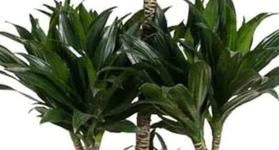 Draceana soorten online - Dracaena plant met weelderige groene bladeren, ideaal voor interieurbehoeften.