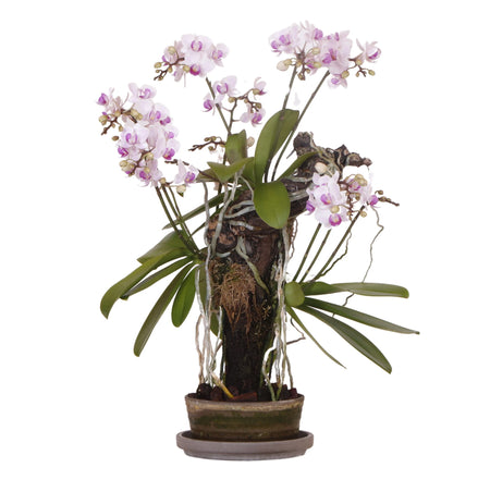 Prachtige orchidee in pot met delicate bloeiende bloemen, perfect voor interieurdecoratie.