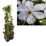 "Clematis Montana plant met witte bloemen in een zwarte pot, close-up van een witte bloem met groene bladeren op de achtergrond"