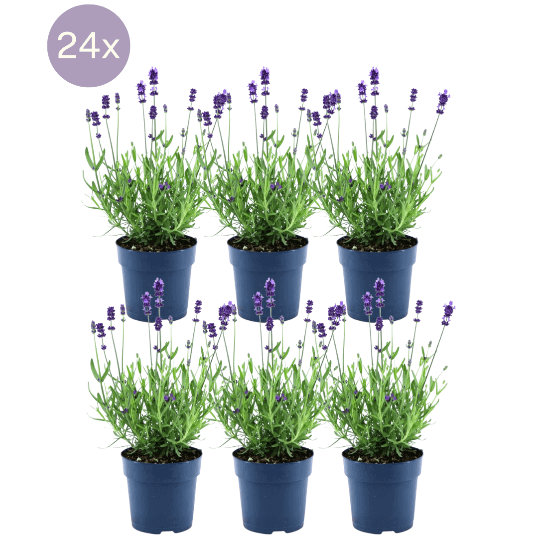 24 x Lavandula angustifolia Felice® - Ø12 cm - ↕25 cm