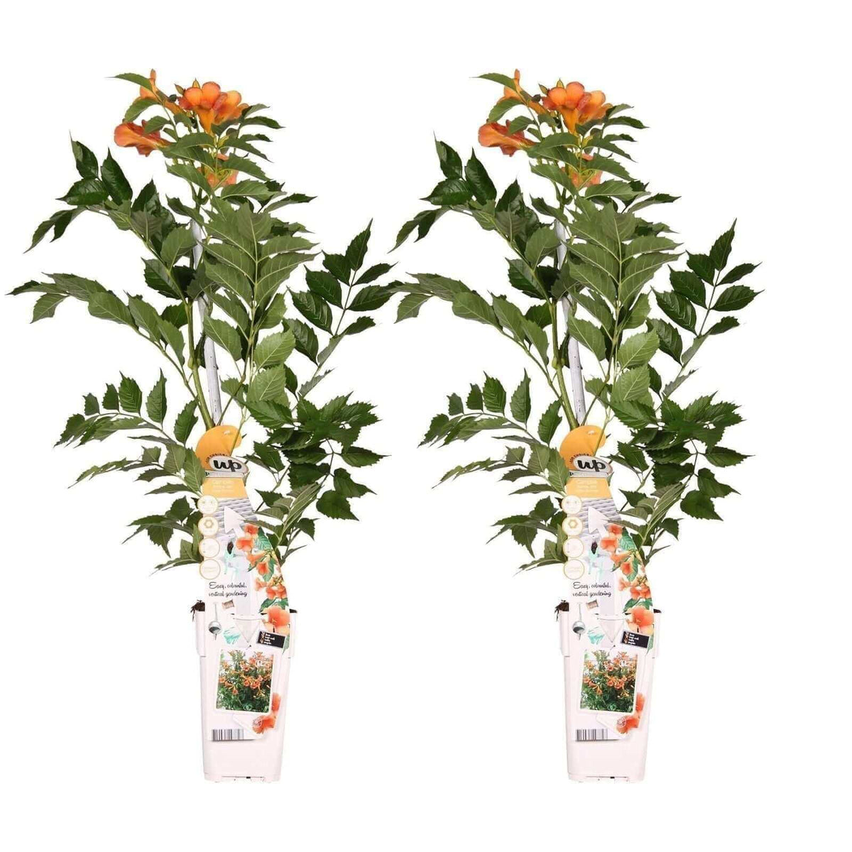 2x - Campsis 'Indian Summer' - ↨65cm - Ø15