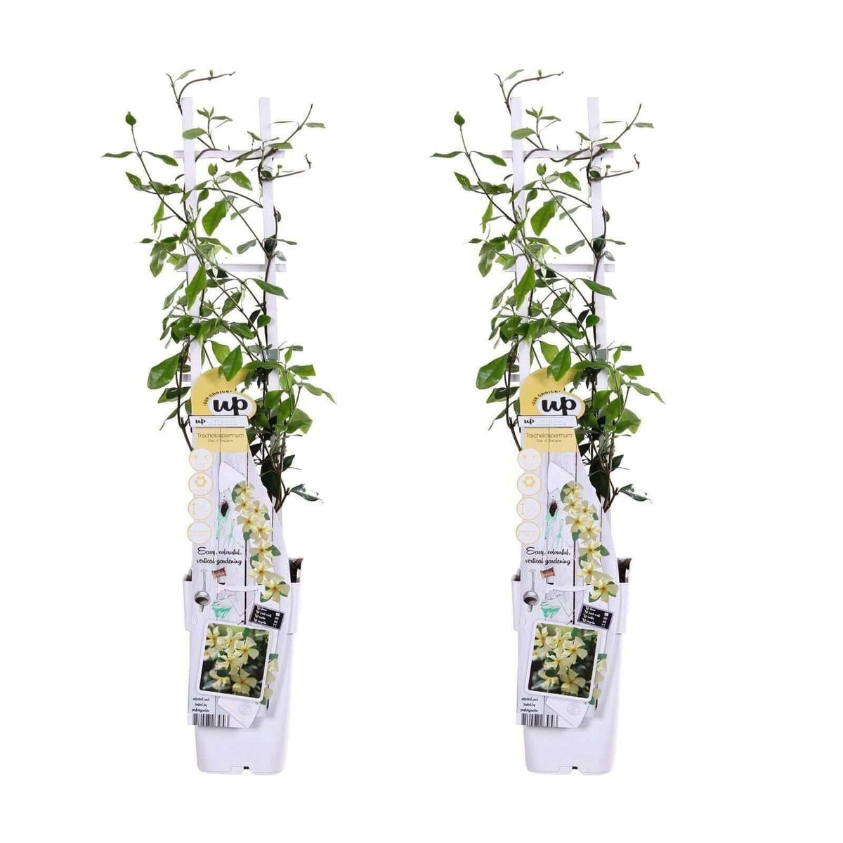 2x - Trachelospermum 'Star of Toscana' - ↨65cm - Ø15