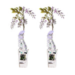 2x Wisteria sinensis 'Caroline' - ↨65cm - Ø15