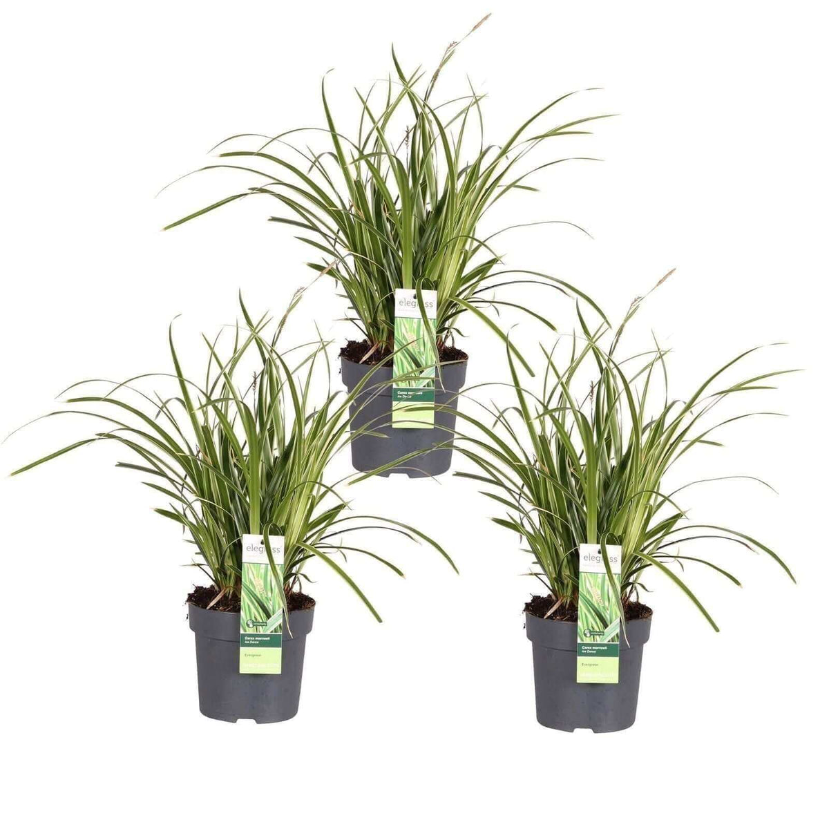 3x - Carex morrowii 'Ice Dance' - ↨30cm - Ø14