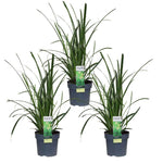 3x - Carex morrowii 'Irish Green' - ↨30cm - Ø14