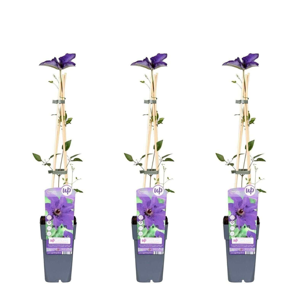 3x - Clematis The President - ↨65cm - Ø15