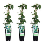 3x - Lonicera japonica 'Halliana' - ↨65cm - Ø15