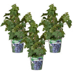 3x - Vitis Pixie 'Pinot Noir' - ↨30cm - Ø14