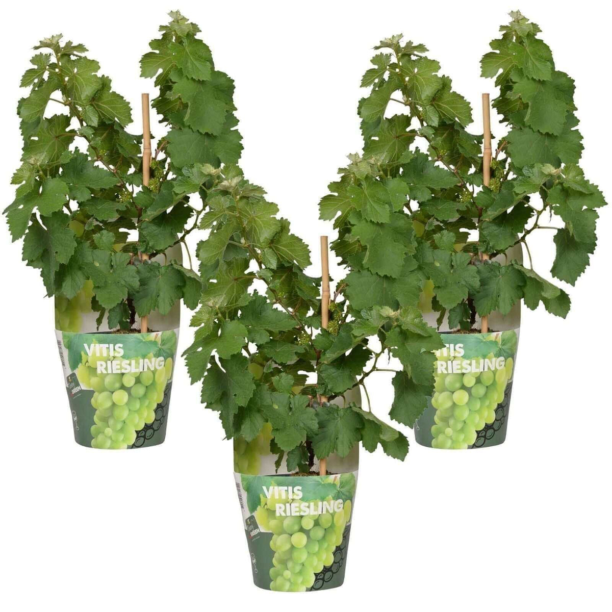 3x - Vitis Pixie 'Riesling' - ↨30cm - Ø14