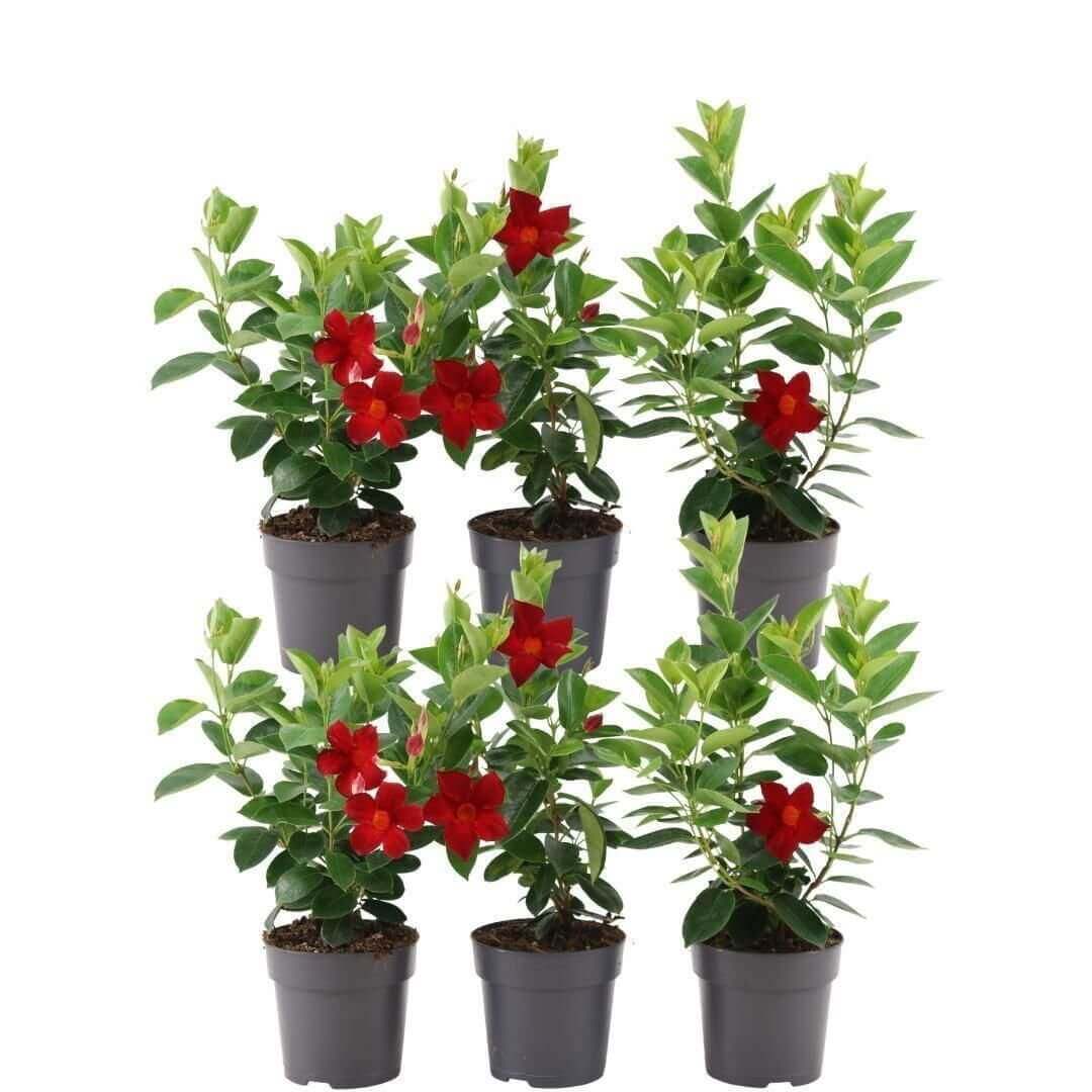 6 x Dipladenia Red - Mandevilla Red Ø12 cm - ↕25 cm