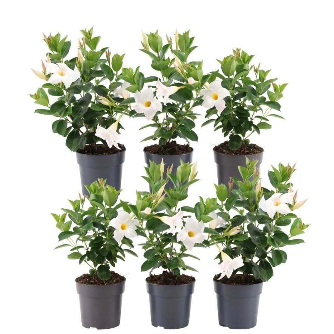 6 x Dipladenia white - Mandevilla wit Ø12 cm - ↕25 cm