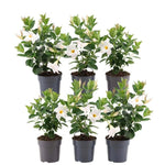 6 x Dipladenia white - Mandevilla wit Ø12 cm - ↕25 cm