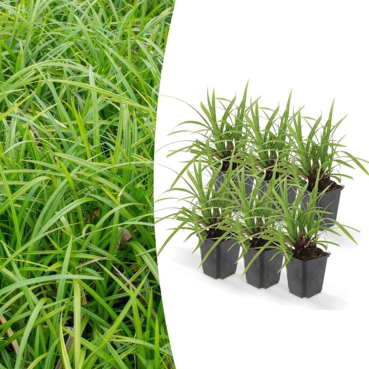 6x Carex morrowii 'Ice Dance' - ↕10-25cm - Ø9cm