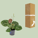 Anthurium Crystal Hybride Compact - Ø17 ↕40