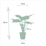 Alocasia Cucullata - Ø19cm - ↕60cm + Alocasia Lauterbachiana - Ø19cm - ↕75cm