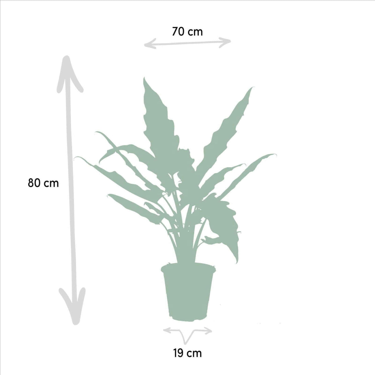 Alocasia Cucullata - Ø19cm - ↕60cm + Alocasia Lauterbachiana - Ø19cm - ↕75cm