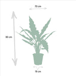 Alocasia Cucullata - Ø19cm - ↕60cm + Alocasia Lauterbachiana - Ø19cm - ↕75cm