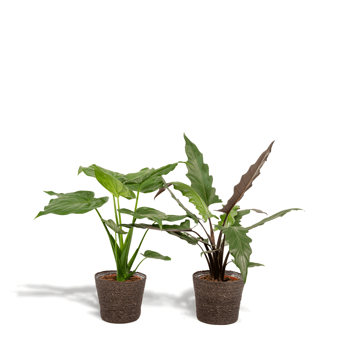 Alocasia Cucullata - Ø19cm - ↕60cm + Alocasia Lauterbachiana - Ø19cm - ↕75cm + Mand Igmar