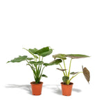 Alocasia Cucullata - Ø19cm - ↕60cm + Alocasia Wentii - Ø19cm - ↕60cm