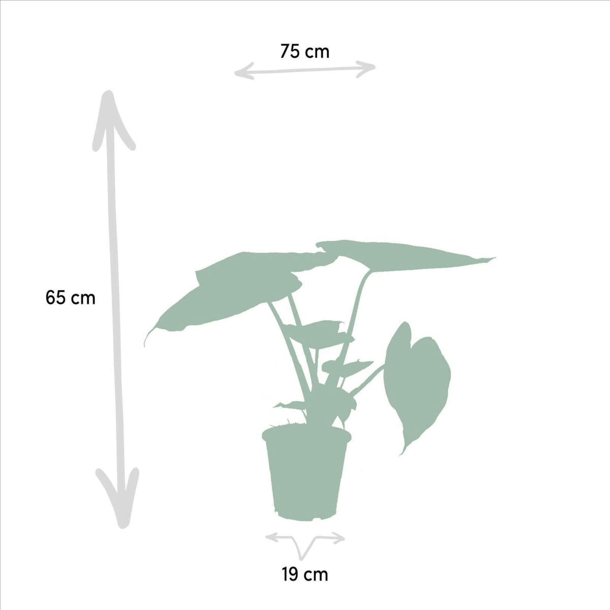 Alocasia Cucullata - Ø19cm - ↕60cm + Alocasia Wentii - Ø19cm - ↕60cm