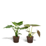 Alocasia Cucullata - Ø19cm - ↕60cm + Alocasia Wentii - Ø19cm - ↕60cm + Mand Igmar