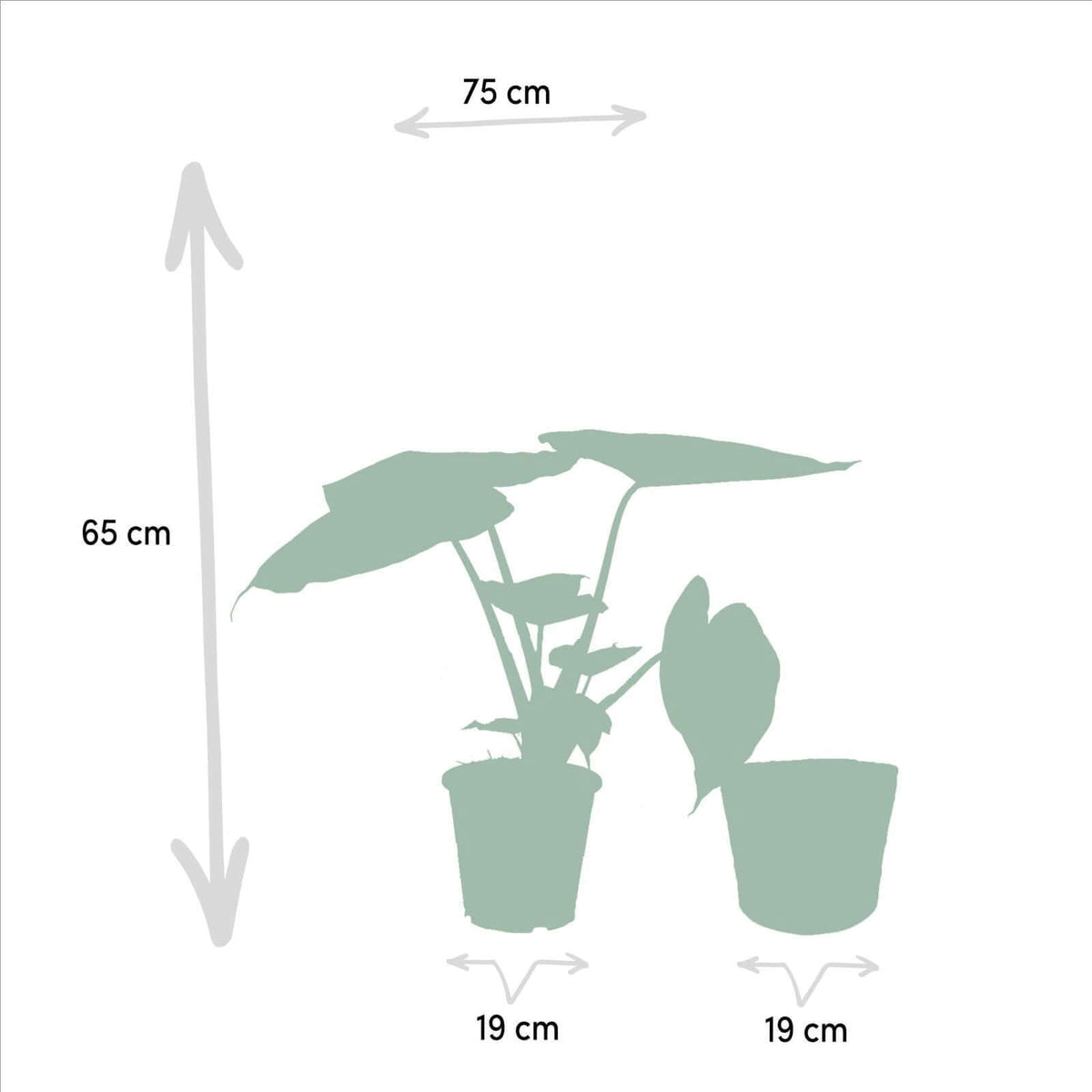 Alocasia Cucullata - Ø19cm - ↕60cm + Alocasia Wentii - Ø19cm - ↕60cm + Mand Igmar