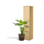 Alocasia Cucullata - Ø19cm - ↕65cm + Mand Igmar