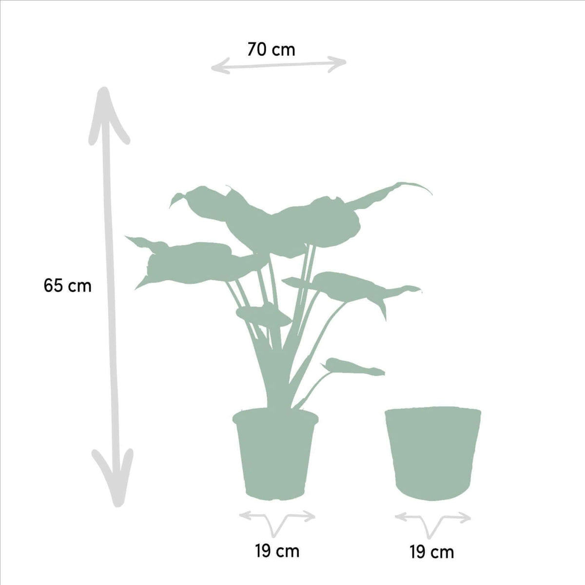 Alocasia Cucullata - Ø19cm - ↕65cm + Mand Igmar