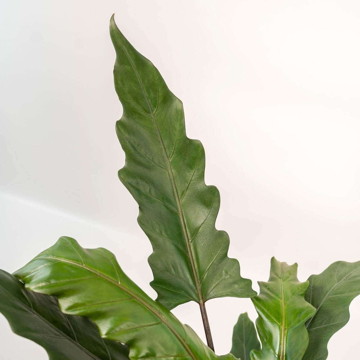 Alocasia Lauterbachiana - Ø19cm - ↕80cm + Mand Igmar