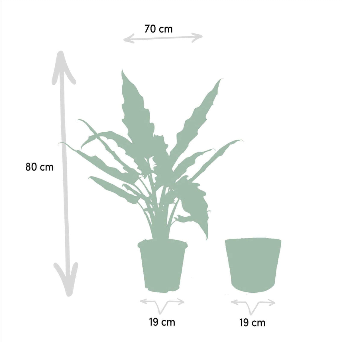 Alocasia Lauterbachiana - Ø19cm - ↕80cm + Mand Igmar