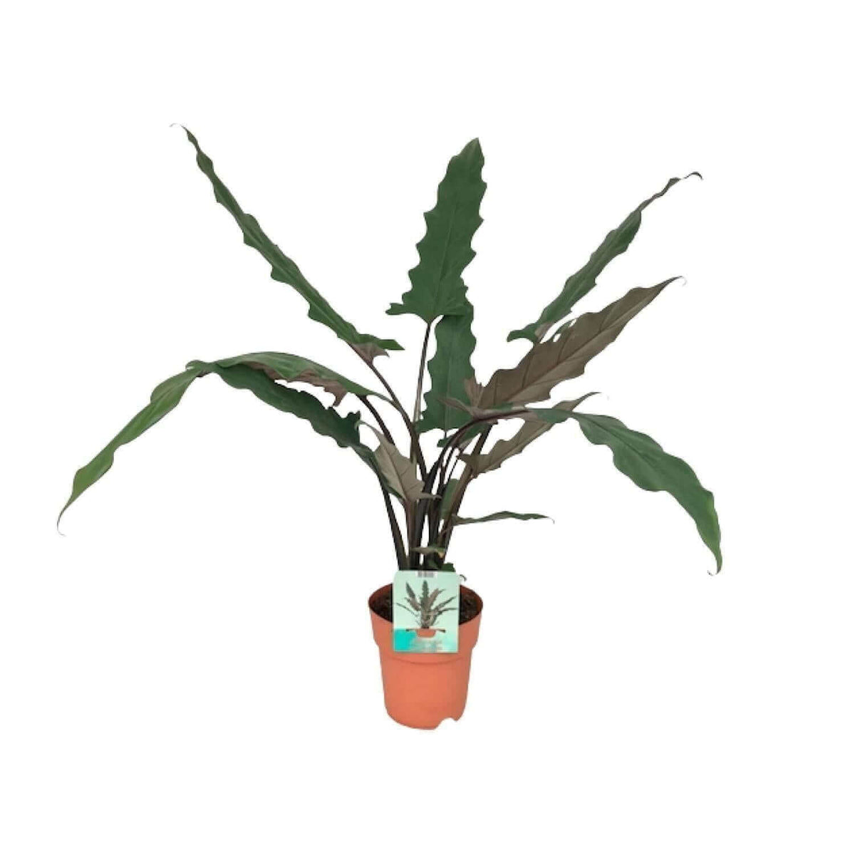 Alocasia Lauterbachiana - Ø19cm - ↕85cm