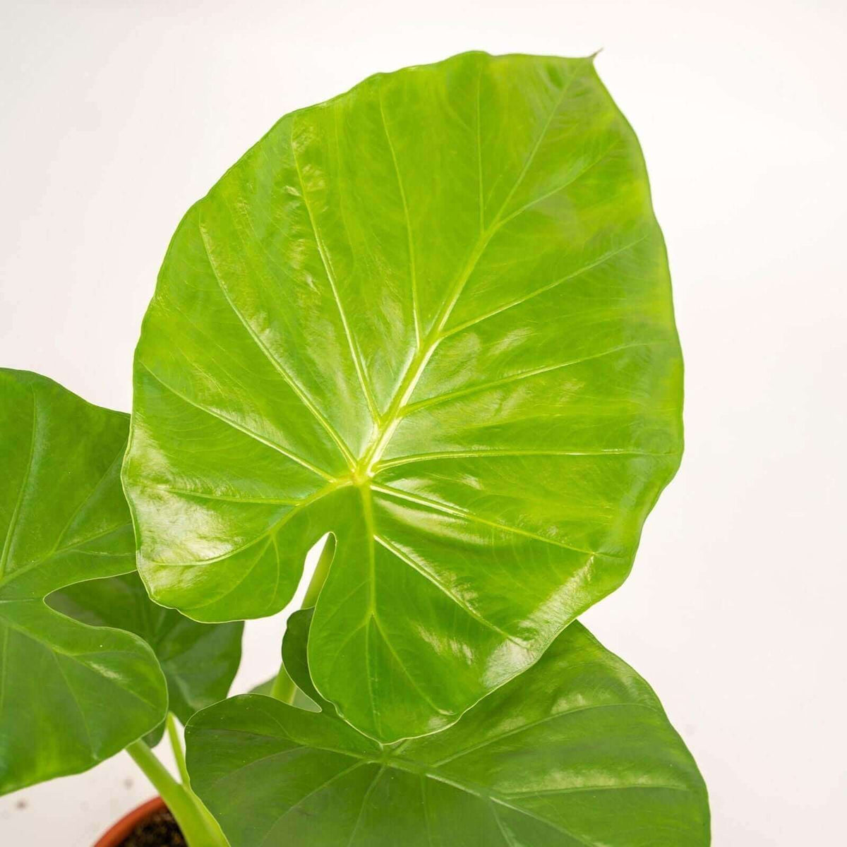 Alocasia Macrorrhiza - Ø19cm - ↕70cm + Mand Igmar