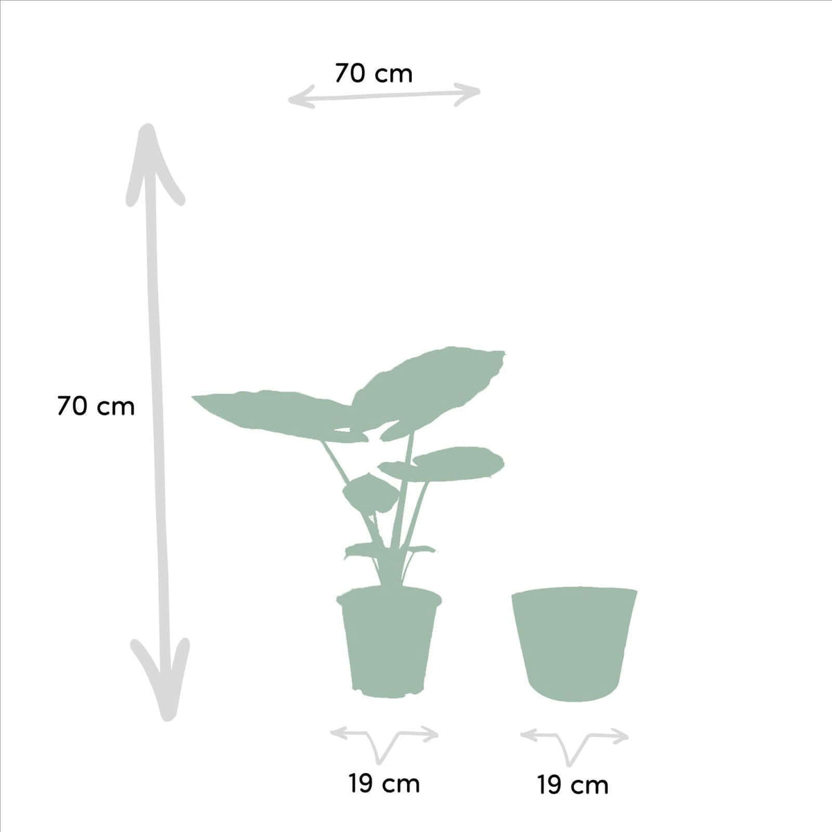 Alocasia Macrorrhiza - Ø19cm - ↕70cm + Mand Igmar