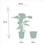 Alocasia Portodora - Ø21cm - ↕80cm + Mand Igmar