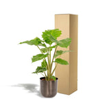 Alocasia Portodora - Ø21cm - ↕80cm + Pot Mayk Lead