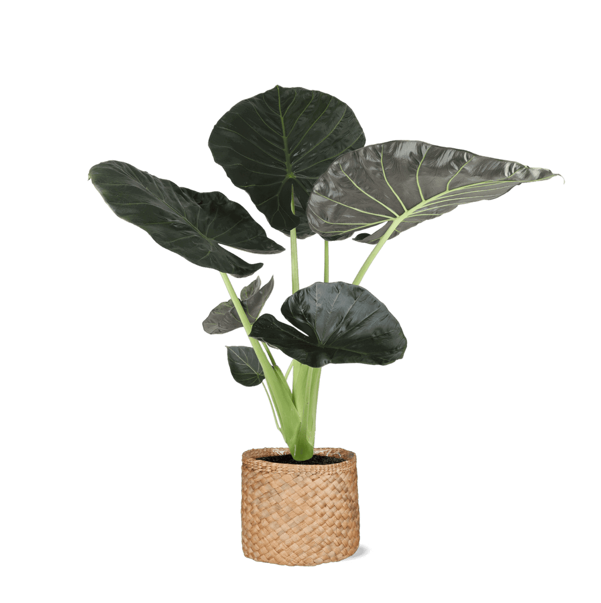 Alocasia Regal Shield Ø21cm - ↕100cm in Albury NATURAL mand