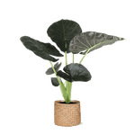 Alocasia Regal Shield Ø21cm - ↕100cm in Albury NATURAL mand