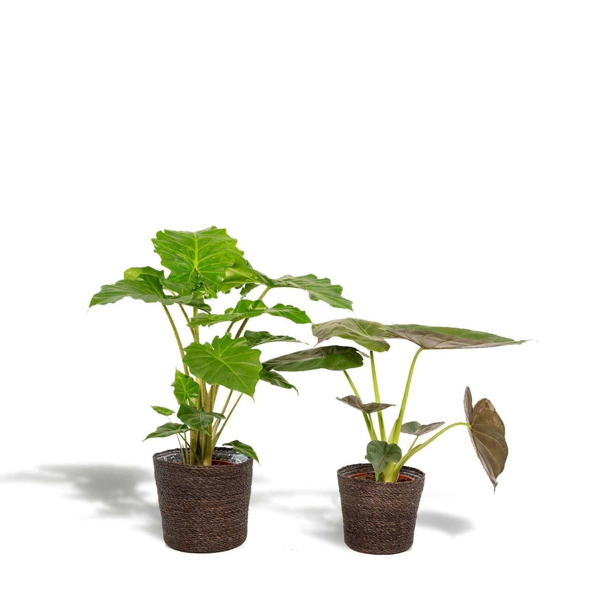 Alocasia Wentii - Ø19cm - ↕60cm + Alocasia Portodora - Ø19cm - ↕75cm + Mand Igmar