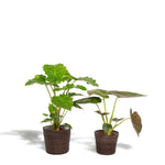 Alocasia Wentii - Ø19cm - ↕60cm + Alocasia Portodora - Ø19cm - ↕75cm + Mand Igmar