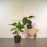 Alocasia Wentii - Ø19cm - ↕60cm + Alocasia Portodora - Ø19cm - ↕75cm + Mand Igmar