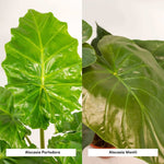 Alocasia Wentii - Ø19cm - ↕60cm + Alocasia Portodora - Ø19cm - ↕75cm + Mand Igmar